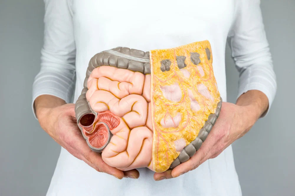 Lactase enzyme—what it is and why it matters